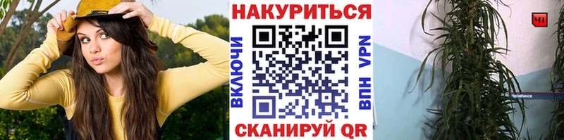 Бошки Шишки планчик  площадка официальный сайт  Камешково  mega как войти 